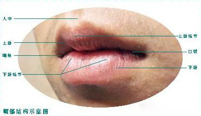 郑州画室培训班素描头像中的嘴巴就该这样画